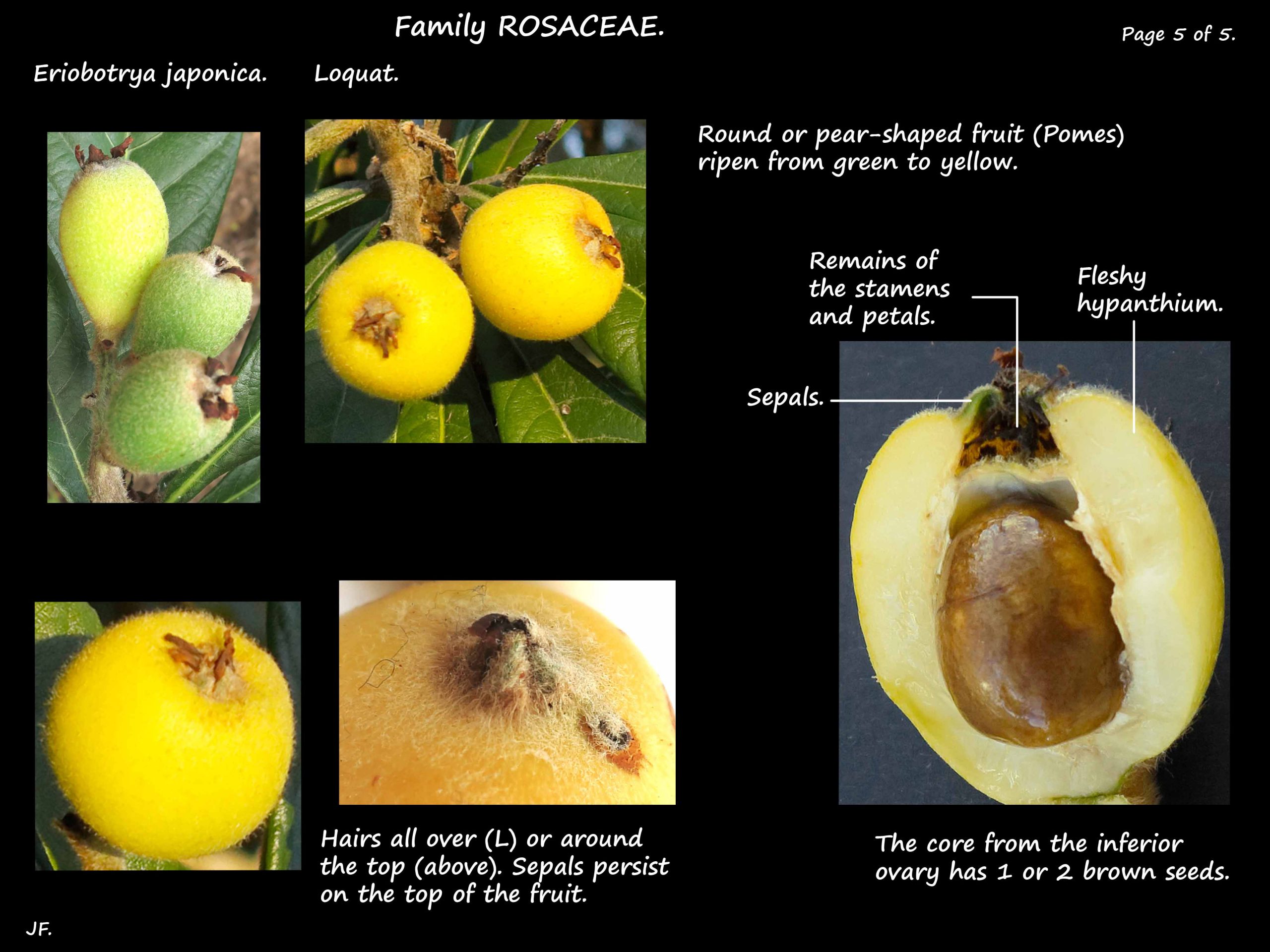 5 Loquat fruit